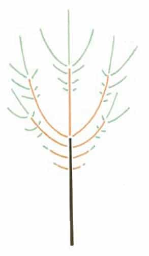Les rameaux (en vert) des extrémités des branches (en orange) vont grandir plus vite que ceux issus des bourgeons à leur base, ce qui conduit à la formation d'un tronc (marron). © Pascal Prieur/Raimbault et Chartier 1990