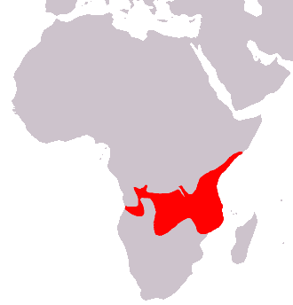 Exemple d’une aire de répartition : le cas du babouin cynocéphale (Papio cynocephalus). © C. Chauvin, Wikimédia domaine public