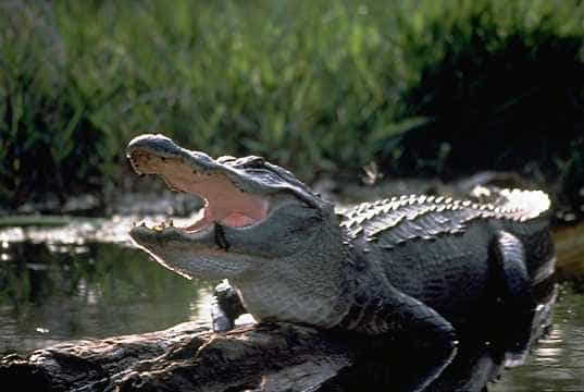 Photo d'un alligator d'Amérique. © U.S. Fish and Wildlife Service, domaine public

