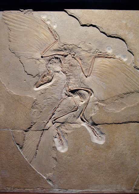 L’archéoptéryx, candidat un temps au titre de chaînon manquant entre les dinosaures et les oiseaux. © Paula Moya CC by-nc-nd 2.0