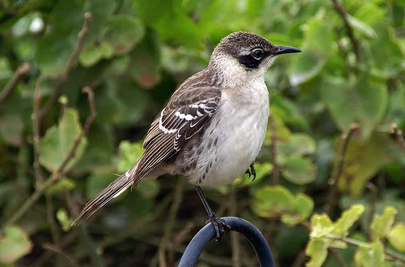 La grande diversité et la biogéographie des oiseaux des îles Galápagos suscitèrent une idée à Charles Darwin : l’évolution. © putneymark CC by-sa 2.0