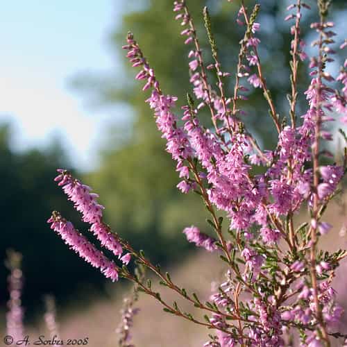 La bruyère callune Calluna vulgaris est typique des sols acides des tourbières, landes et pinèdes. © A. Sorbes CC by-nc-sa 2.0