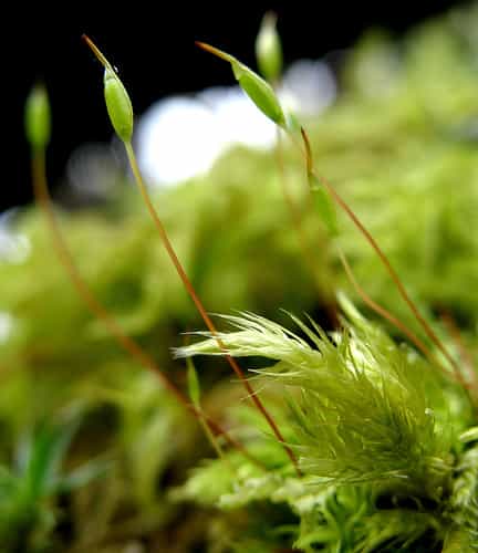 Sporange renfermant les spores d’une bryophyte dans la petite capsule à l’extrémité de la soie. © TheOtherJohnC CC by
