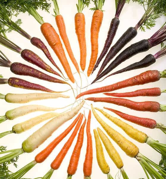 Les carottes doivent leur couleur à la présence de caroténoïdes, comme les ß-carotènes, dans leurs tissus. Les carotènes sont des caroténoïdes non oxygénés. © ARS, Stephen Ausmus, Wikimedia common, DP