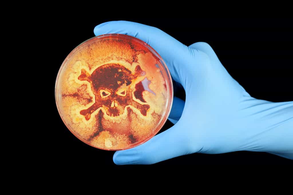  Certaines bactéries sont hautement pathogènes, leur mise en culture permet de déterminer l'antibiotique adapté © Leigh Prather, Adobe Stock