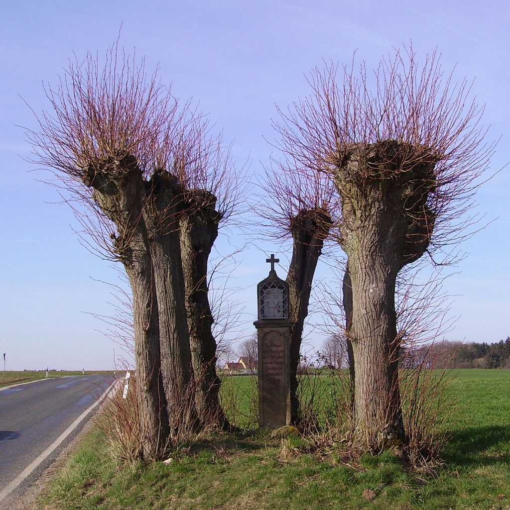L’arbre têtard, dont les branches maîtresses sont coupées à intervalle régulier. © Immanuel GielWikipedia