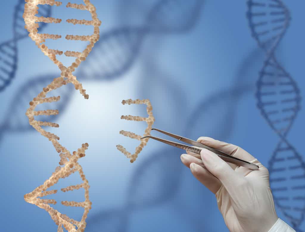 CRISPR est une technique qui permet de supprimer un gène ; elle dérive d'un système naturel de défense des bactéries contre les bactériophages. © rommma, Adobe Stock