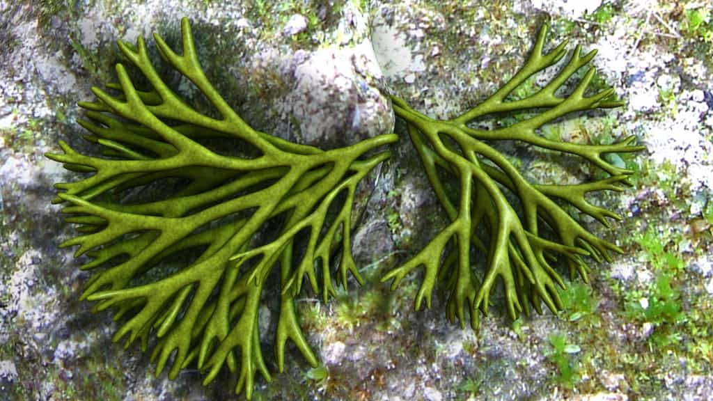 Les thallophytes sont des végétaux simples généralement aquatiques comme les algues. © 7activestudio, Fotolia