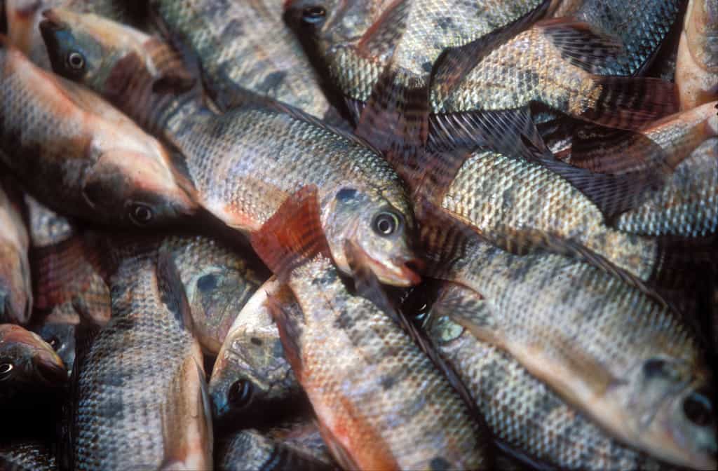 Le tilapia est le deuxième poisson d’élevage au monde. © Dominyk Lever, WorldFish, Flickr