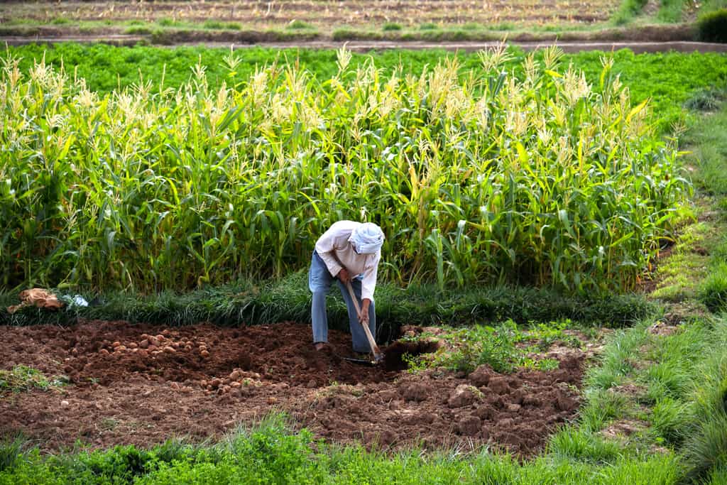 L’agriculture vivrière représente 80 % des exploitations agricoles dans le monde. © monticellllo, Adobe Stock
