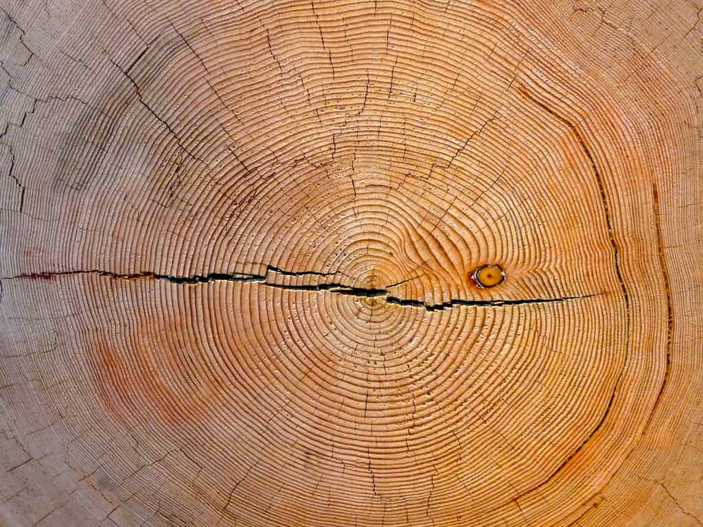 La dendrochronologie évalue l’âge de l’arbre en fonction de la largeur des cernes du bois. © Art Poskanzer, Flickr