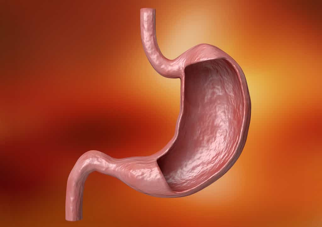 Le cancer de l’estomac est la principale indication de la gastrectomie. © AGPhotography, Adobe Stock