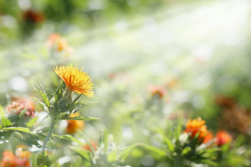 L’héliotropisme est la capacité des plantes à s’orienter vers le soleil. © kelly marken, Adobe Stock
