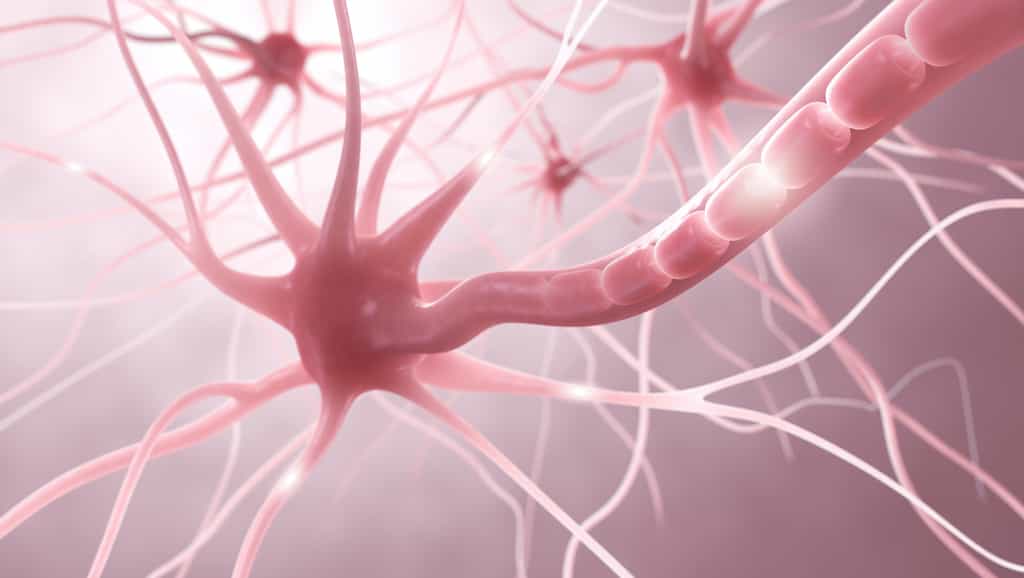 La maladie de Krabbe est une maladie génétique liée à un déficit de myéline du système nerveux central et périphérique. © ag visuell, Adobe Stock