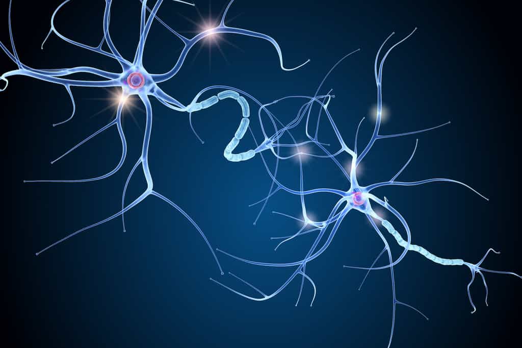 Les neurones forment des excroissances appelées neurites. © Alexandr Mitiuc, Adobe Stock