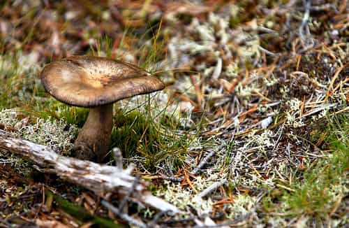 Les champignons tirent le carbone nécessaire à leur croissance du carbone organique issu de la dégradation de la matière organique. © peupleloup CC by-sa