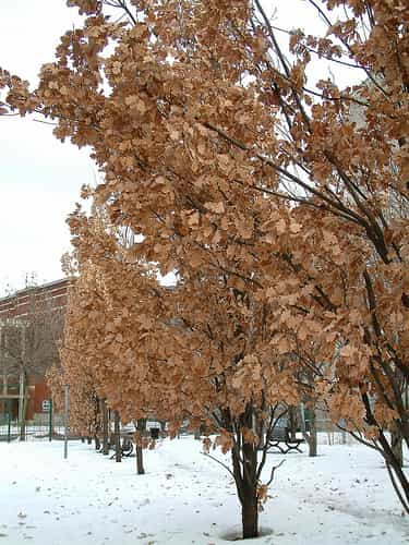 Ce chêne qui a conservé ses feuilles en hiver est une plante marcescente. © Bob August CC by-nc-sa 2.0