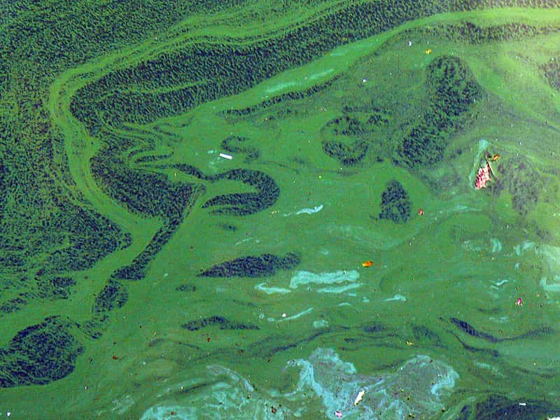 Une efflorescence de cyanobactéries photographiée à Lille, depuis le&nbsp;quai du Wault. Ce genre de prolifération peut produire des toxines.&nbsp;© Lamiot,&nbsp;CC by sa 3.0&nbsp;