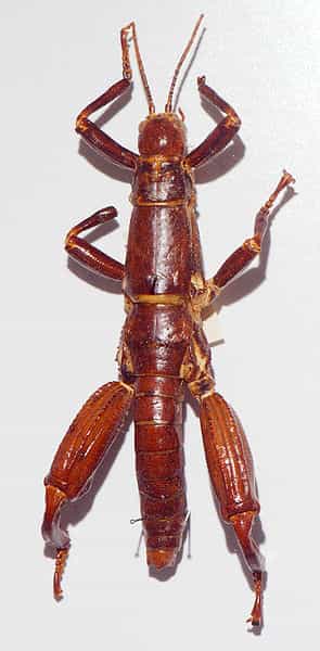 Comme tous les arthropodes, les insectes (ici, un phasme Dryococelus australis) ont leur corps protégé par une cuticule articulée. Les muscles locomoteurs s'y attachent, ce qui permet les mouvements des appendices (membres, antennes, appendices buccaux ou génitaux) : sa fonction est celle d'un squelette externe, ou exosquelette. © Peter Halasz, Wikimedia common, CC by-sa 2.5