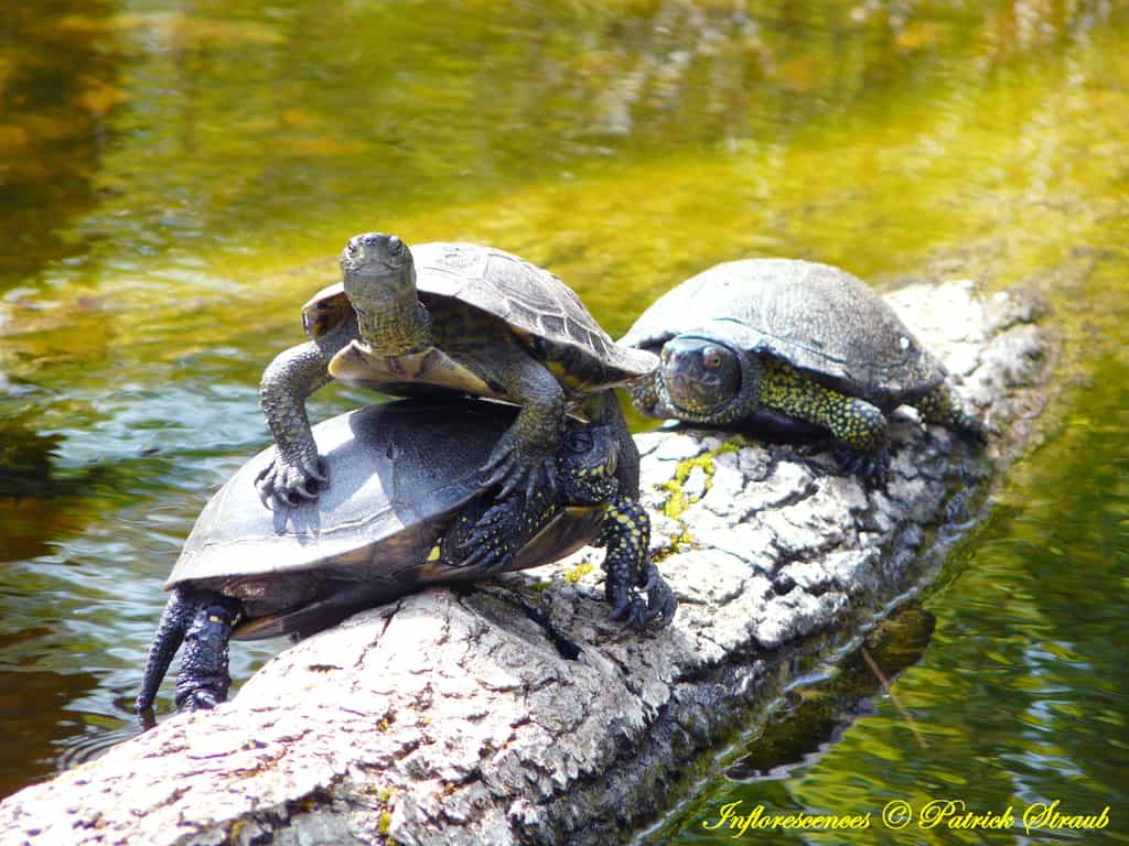Les tortues aquatiques telles que ces cistudes d'Europe se regroupent parfois en nombre sur les souches ou les pierres pour se réchauffer au soleil.&nbsp;© Patrick Straub