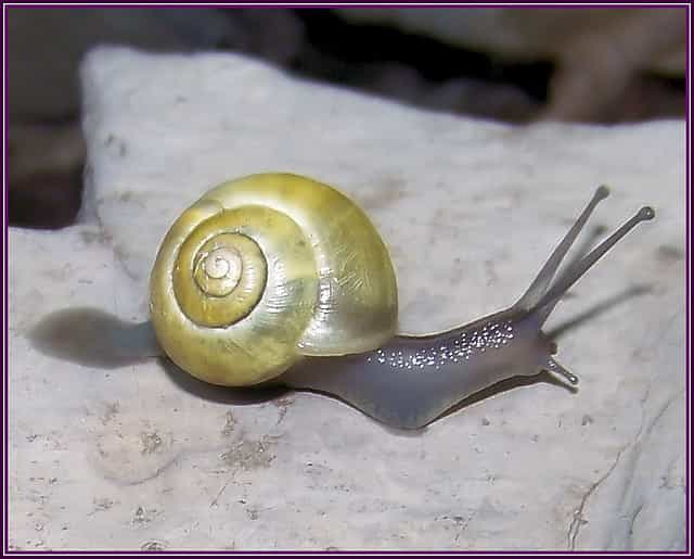 Tous les escargots terrestres sont hermaphrodites. © Oznya CC by 2.0