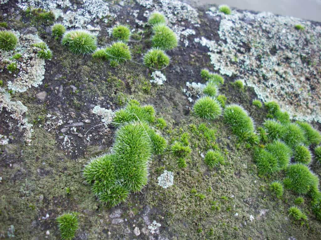 Ces lichens et mousses colonisent un nouveau milieu : un bloc de béton. © Jacques Bertrand CC by-nc-nd 3.0