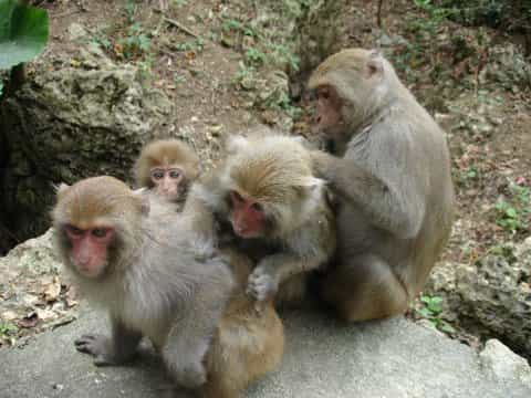 Photo de macaques de Formose. © Minna J. Hsu, domaine public