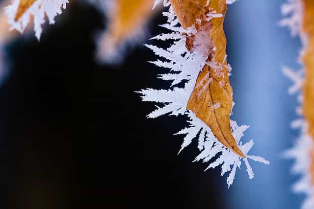 Cristaux de gelée blanche sur une feuille morte. © Fiedeldey CC by-nc-nd 2.0