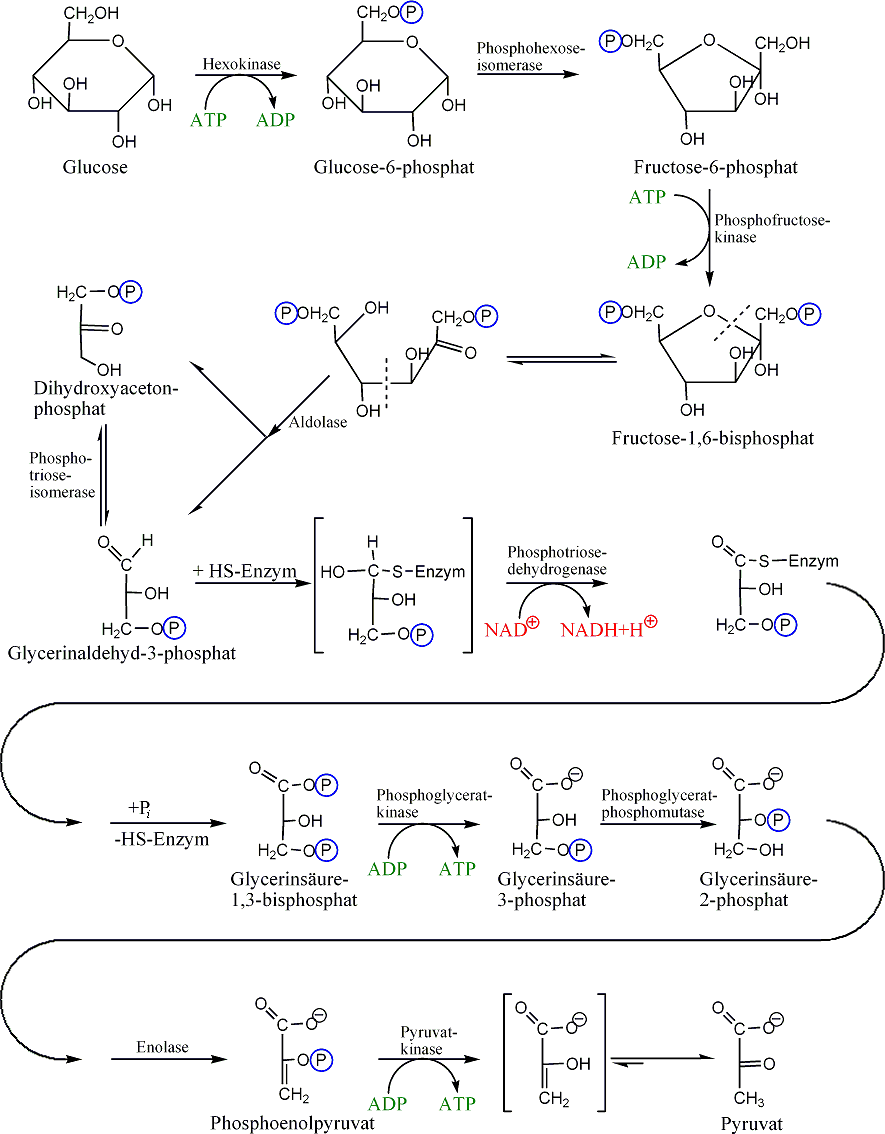 La glycolyse est une voie catabolique complexe. © Morglin, Wikimedia, domaine public