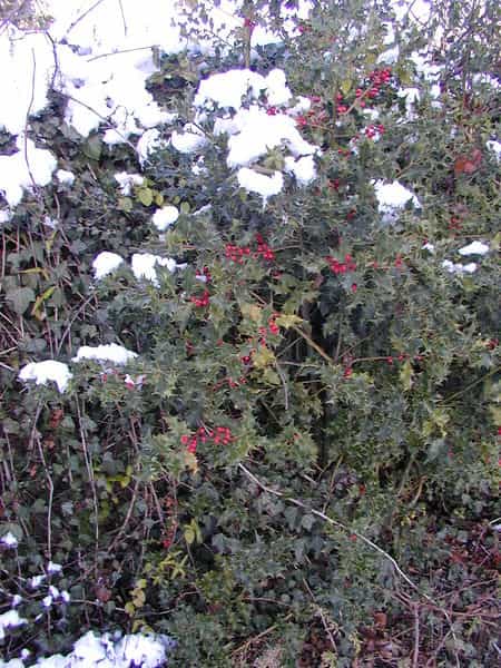 Le houx (Ilex aquifolium) est un arbuste sempervirent. © Semnoz, Wikimedia CC by-sa 3.0