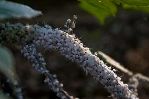 Plante infestée par des insectes (aphides). © Bionicteaching CC by-sa 2.0
