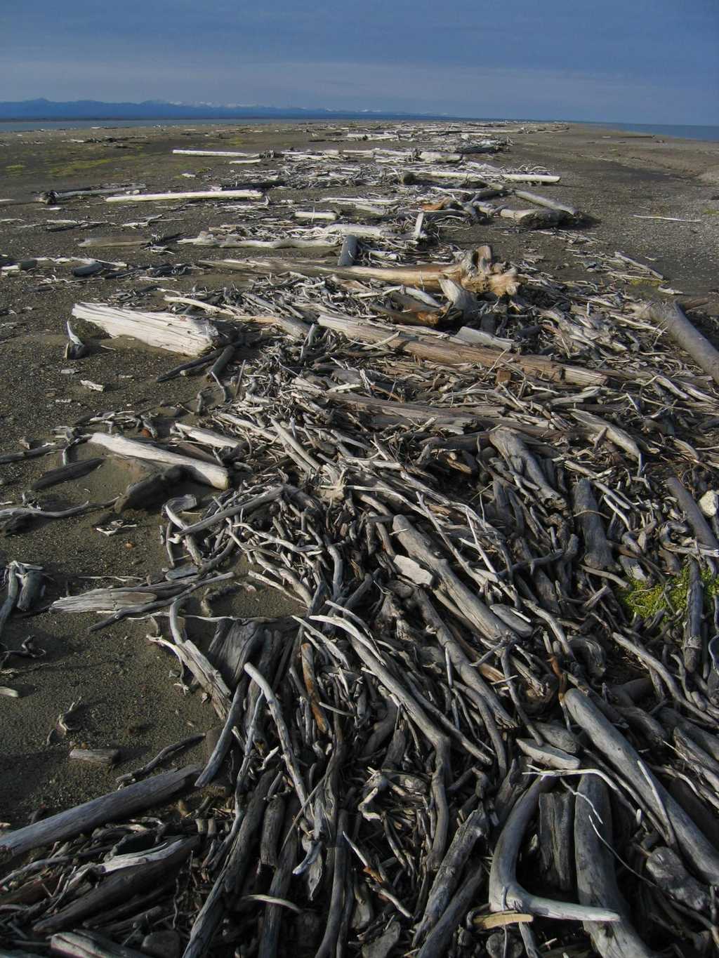 Des laisses de mer constituées de bois flottés. © Erin McKittrick, Wikimédia CC by-sa 3.0