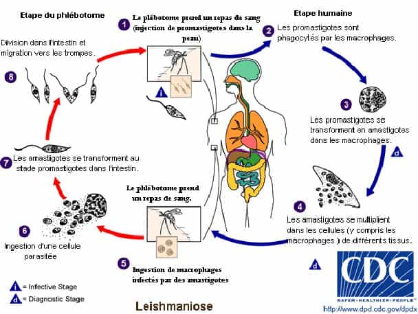 Cycle parasitaire des leishmanioses. ©&nbsp;CDC, DP