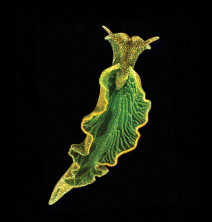 La limace de mer Elysia chlorotica a l’apparence d’une feuille d’un vert foncée. C’est le résultat de son recyclage des chloroplastes de ses proies (Vaucheria litorea) dans son tube digestif. © Mary S. Tyler / PNAS