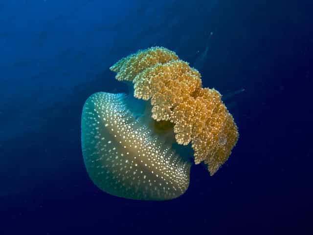 Les méduses, organismes planctoniques, font partie du pélagos. © Nick Hobgood CC by-nc 2.0