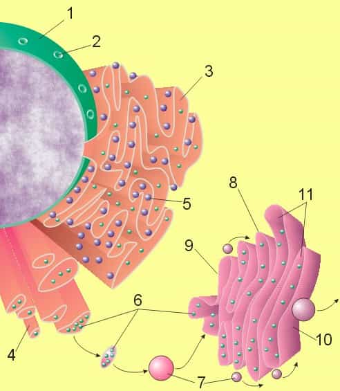 Le réticulum endoplasmique est un organite eucaryote situé dans le cytoplasme. 1 : noyau ; 2 : pore nucléaire ; 3 : réticulum endoplasmique granuleux (REG) ;  4 : réticulum endoplasmique lisse (REL) ; 5 : ribosome sur le REG ; 6 : protéines transportées ; 7 : vesicule de transport ; 8 : appareil de Golgi ; 9 : face cis de l’appareil de Golgi ; 10 : face trans de l’appareil de Golgi ; 11 : saccule de l’appareil de Golgi. © Magnus Manske, Wikimedia, domaine public
