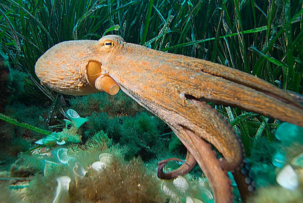 Photo d'une pieuvre commune. © albert kok, GNU FDL, Version 1.2 