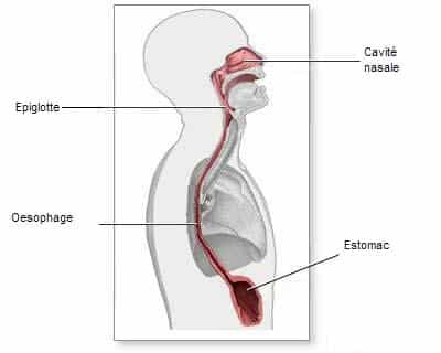 L’œsophage fait partie du système digestif et contribue à la circulation des aliments. © DR