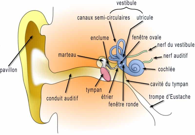 L'oreille humaine est arbitrairement considérée comme constituée de trois parties, externe, moyenne et interne. L'oreille interne comprend la cochlée (organe de l'audition), avec le départ du nerf auditif, le vestibule, l'organe de l'équilibre. C'est cette partie qui est touchée par un produit ototoxique. © Domaine public