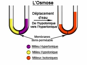 Schéma de l'illustration expérimentale de l'osmose. © PsYcHoTiK CC by-sa
