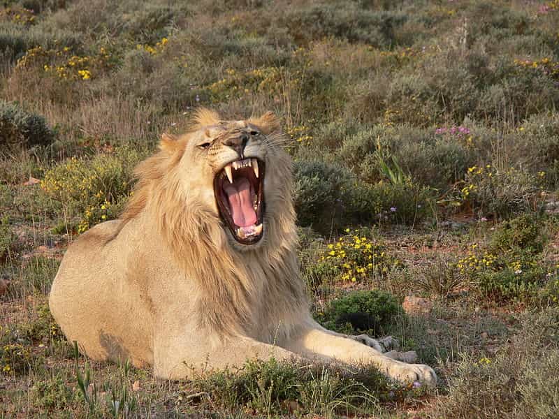 Le lion, reconnaissable par sa crinière. © Winfried Bruenken, Creative Commons Attribution-Share Alike2.5 Generic license