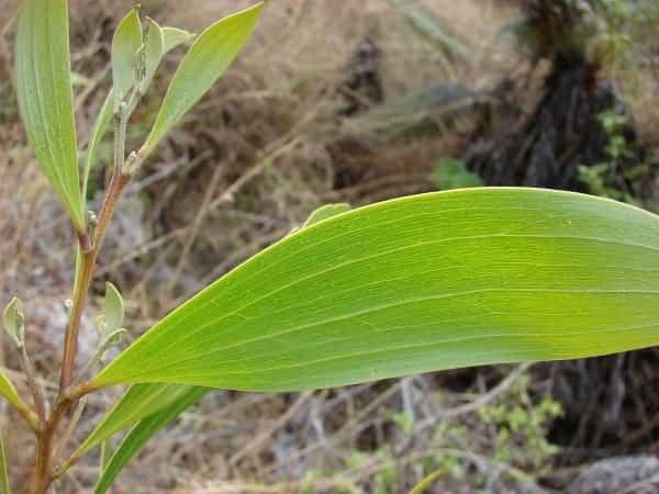 Phyllode d’un Acacia koa d’Hawaï. On reconnaît la structure d’un pétiole et non d’une feuille à la disposition des nervures : parallèle. © Forest & Kim Starr CC by 3.0
