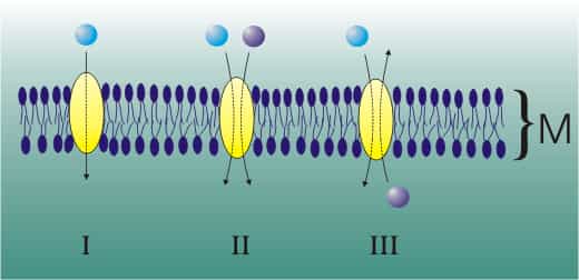 Les différents types de protéines transporteuses de la diffusion facilitée. M est la membrane cellulaire en coupe. En II, une protéine symport. © Zoph, Wikimedia CC by-sa 3.0