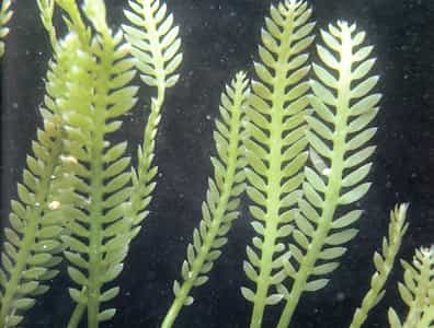 L'algue Caulerpa taxifolia est une espèce invasive tropicale qui cause de nombreux dégâts sur le littoral méditerranéen français depuis 1984. © adl.brs.gov.au