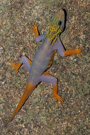 Cnemaspis psychedelica est un gecko multicolore découvert sur une île du Vietnam. Le gecko ou Gekkota se trouve dans un grand nombre de régions du monde. Pour certaines cultures, ce lézard est sacré. © Lee Grismer