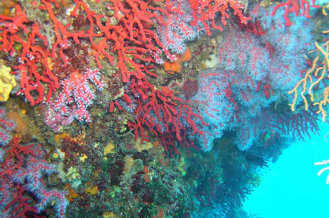 Le milieu des récifs coralliens est très pauvre en nutriments. Cette oligotrophie est la cause de l’incroyable diversité biologique qui s’y est développée. © Ian Robertson CC by-nc 2.0