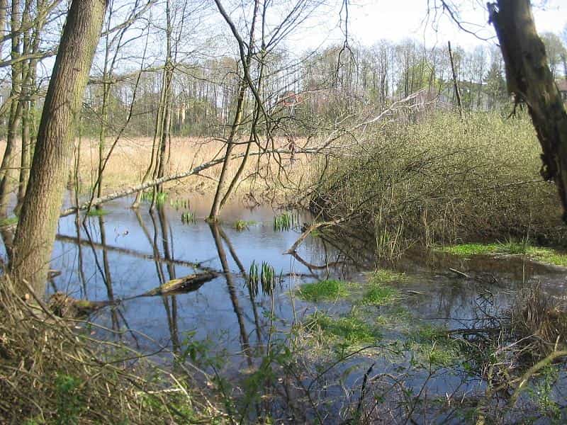 La réserve naturelle de Fließwiese Ruhleben, en Allemagne, fait partie du réseau Natura 2000 et donc du réseau écologique paneuropéen mis en place sous l’impulsion de la Convention de Berne. © Lienhard Schulz, Wikimédia CC by-sa-3.0