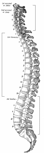 La colonne vertébrale est formée par l’évolution des sclérotomes au cours du développement embryonnaire. © Gray’s Anatomy, Wikimédia domaine public