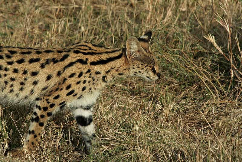 Photo d'un serval. © Schuyler Shepherd, Creative Commons Attribution-Share Alike 2.5 Generic license