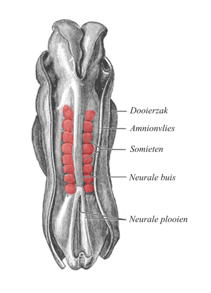 Vue dorsale d’un embryon. En rouge, les somites de l’embryon placés de part et d’autre du tube neural qui formeront les futures myotomes et sclérotomes. © Gray’s Anatomy, Wikimédia domaine public